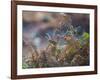 A European Robin Waits in the Autumn Colored Foliage of Richmond Park-Alex Saberi-Framed Photographic Print