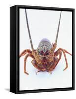 A European Spiny Lobster-Peter Medilek-Framed Stretched Canvas