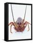 A European Spiny Lobster-Peter Medilek-Framed Stretched Canvas