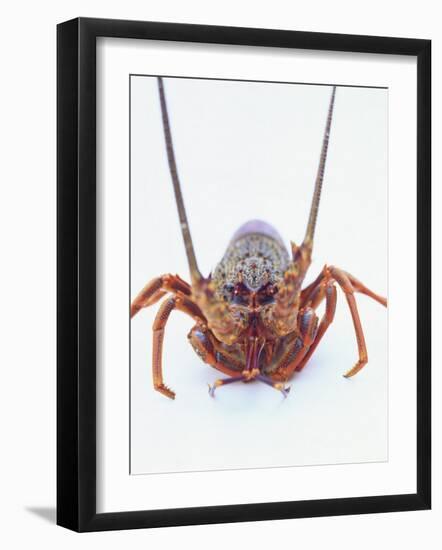 A European Spiny Lobster-Peter Medilek-Framed Premium Photographic Print