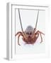 A European Spiny Lobster-Peter Medilek-Framed Photographic Print