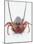A European Spiny Lobster-Peter Medilek-Mounted Photographic Print