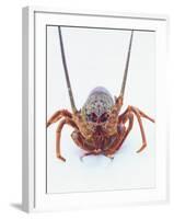 A European Spiny Lobster-Peter Medilek-Framed Photographic Print