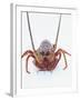 A European Spiny Lobster-Peter Medilek-Framed Photographic Print