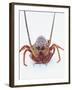 A European Spiny Lobster-Peter Medilek-Framed Photographic Print