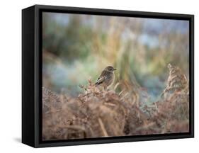 A European Stonechat Rests for a Moment on a Bracken Pile in Richmond Park-Alex Saberi-Framed Stretched Canvas