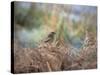 A European Stonechat Rests for a Moment on a Bracken Pile in Richmond Park-Alex Saberi-Stretched Canvas