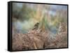 A European Stonechat Rests for a Moment on a Bracken Pile in Richmond Park-Alex Saberi-Framed Stretched Canvas