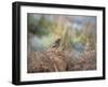 A European Stonechat Rests for a Moment on a Bracken Pile in Richmond Park-Alex Saberi-Framed Photographic Print