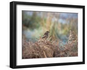 A European Stonechat Rests for a Moment on a Bracken Pile in Richmond Park-Alex Saberi-Framed Photographic Print