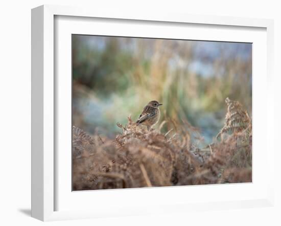 A European Stonechat Rests for a Moment on a Bracken Pile in Richmond Park-Alex Saberi-Framed Photographic Print