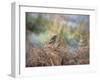 A European Stonechat Rests for a Moment on a Bracken Pile in Richmond Park-Alex Saberi-Framed Photographic Print