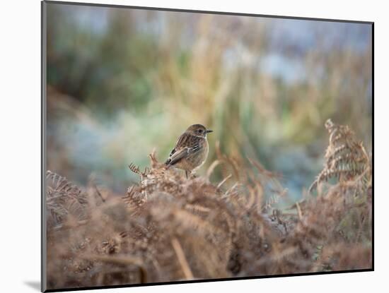 A European Stonechat Rests for a Moment on a Bracken Pile in Richmond Park-Alex Saberi-Mounted Photographic Print