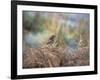 A European Stonechat Rests for a Moment on a Bracken Pile in Richmond Park-Alex Saberi-Framed Photographic Print