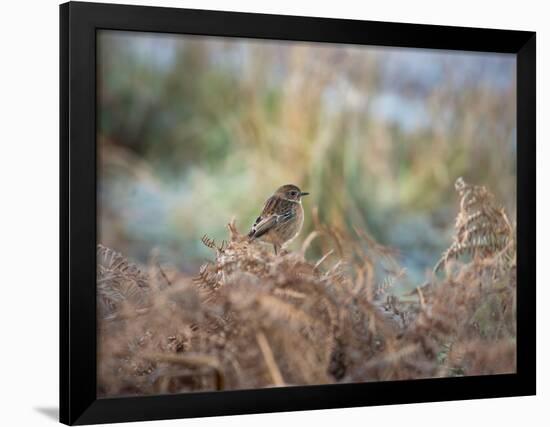 A European Stonechat Rests for a Moment on a Bracken Pile in Richmond Park-Alex Saberi-Framed Photographic Print