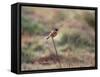 A European Stonechat Rests on a Twig in Richmond Park-Alex Saberi-Framed Stretched Canvas