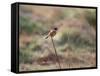 A European Stonechat Rests on a Twig in Richmond Park-Alex Saberi-Framed Stretched Canvas