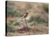 A European Stonechat Rests on a Twig in Richmond Park-Alex Saberi-Stretched Canvas