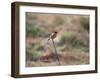 A European Stonechat Rests on a Twig in Richmond Park-Alex Saberi-Framed Photographic Print