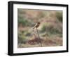 A European Stonechat Rests on a Twig in Richmond Park-Alex Saberi-Framed Photographic Print