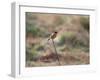 A European Stonechat Rests on a Twig in Richmond Park-Alex Saberi-Framed Photographic Print