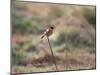 A European Stonechat Rests on a Twig in Richmond Park-Alex Saberi-Mounted Photographic Print
