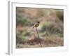 A European Stonechat Rests on a Twig in Richmond Park-Alex Saberi-Framed Photographic Print