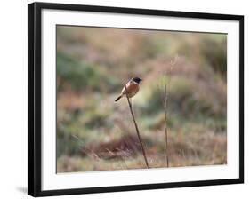 A European Stonechat Rests on a Twig in Richmond Park-Alex Saberi-Framed Photographic Print