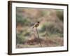 A European Stonechat Rests on a Twig in Richmond Park-Alex Saberi-Framed Photographic Print