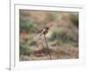 A European Stonechat Rests on a Twig in Richmond Park-Alex Saberi-Framed Photographic Print