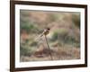 A European Stonechat Rests on a Twig in Richmond Park-Alex Saberi-Framed Photographic Print