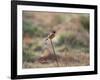 A European Stonechat Rests on a Twig in Richmond Park-Alex Saberi-Framed Photographic Print