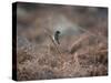 A European Stonechat Rests on a Twig in the Early Morning in Richmond Park-Alex Saberi-Stretched Canvas