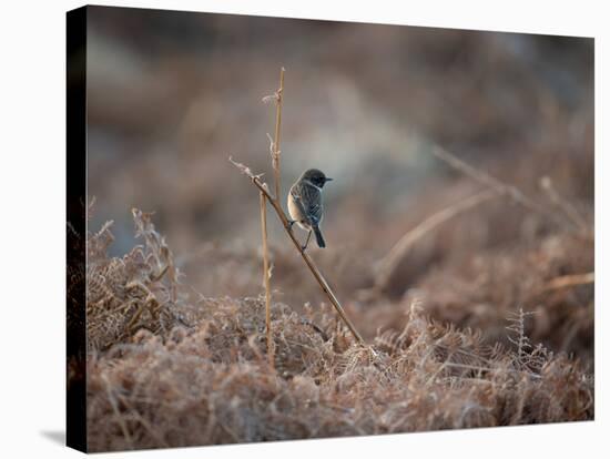 A European Stonechat Rests on a Twig in the Early Morning in Richmond Park-Alex Saberi-Stretched Canvas