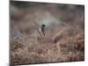 A European Stonechat Rests on a Twig in the Early Morning in Richmond Park-Alex Saberi-Mounted Premium Photographic Print