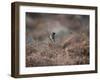 A European Stonechat Rests on a Twig in the Early Morning in Richmond Park-Alex Saberi-Framed Photographic Print