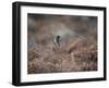 A European Stonechat Rests on a Twig in the Early Morning in Richmond Park-Alex Saberi-Framed Photographic Print