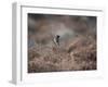 A European Stonechat Rests on a Twig in the Early Morning in Richmond Park-Alex Saberi-Framed Photographic Print
