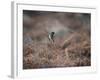 A European Stonechat Rests on a Twig in the Early Morning in Richmond Park-Alex Saberi-Framed Photographic Print