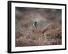 A European Stonechat Rests on a Twig in the Early Morning in Richmond Park-Alex Saberi-Framed Photographic Print