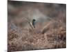 A European Stonechat Rests on a Twig in the Early Morning in Richmond Park-Alex Saberi-Mounted Photographic Print
