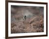 A European Stonechat Rests on a Twig in the Early Morning in Richmond Park-Alex Saberi-Framed Photographic Print