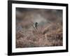 A European Stonechat Rests on a Twig in the Early Morning in Richmond Park-Alex Saberi-Framed Photographic Print