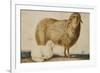 A Ewe and Her Lamb, circa 1850-Abu'l-hasan Ghaffari Kashani-Framed Giclee Print