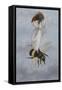 A Fairy Carrying a Feather Standing on a Bee-Amelia Jane Murray-Framed Stretched Canvas