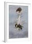 A Fairy Carrying a Feather Standing on a Bee-Amelia Jane Murray-Framed Giclee Print