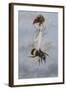 A Fairy Carrying a Feather Standing on a Bee-Amelia Jane Murray-Framed Giclee Print