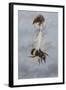 A Fairy Carrying a Feather Standing on a Bee-Amelia Jane Murray-Framed Giclee Print