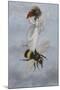 A Fairy Carrying a Feather Standing on a Bee-Amelia Jane Murray-Mounted Giclee Print