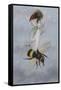 A Fairy Carrying a Feather Standing on a Bee-Amelia Jane Murray-Framed Stretched Canvas